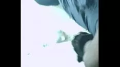 Putar Kebaikan sebagai manuver n kitty-cat
