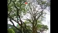 播放 Leuciscus cephalus 追捕者 (2010) - 序列 1