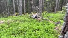 再生 森の中の角のあるスウェーデンのふしだらな女