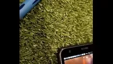 চালান পবিত্র মানোরিয়া- সেলেনা
